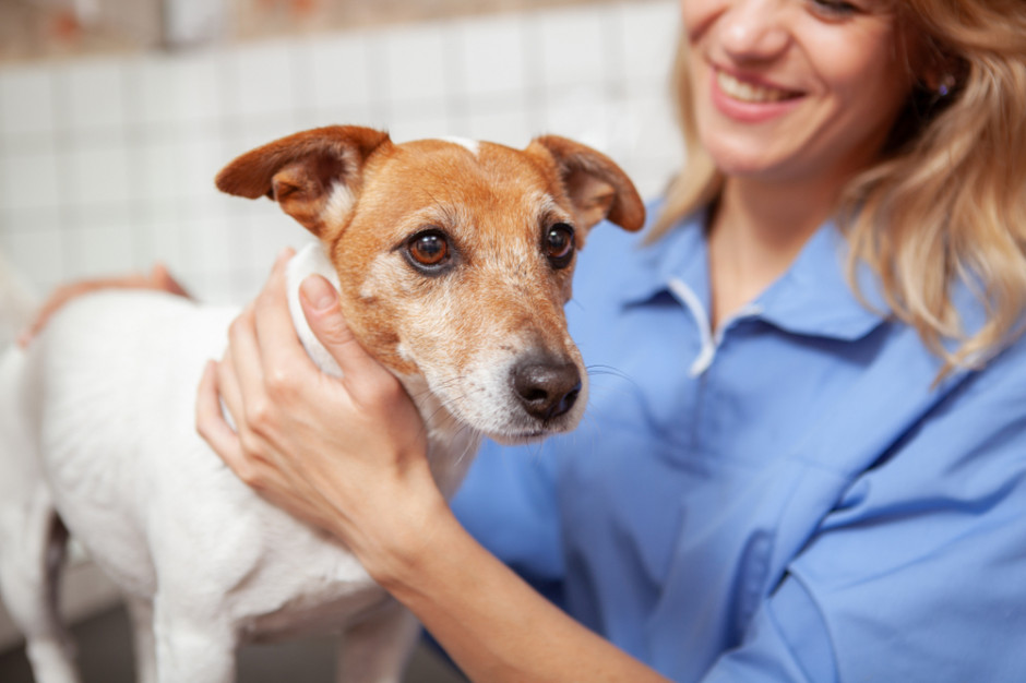 Równie dobrze jak weterynarze mają się punkty detalicznej sprzedaży karmy dla zwierząt domowych prowadzonej w wyspecjalizowanych sklepach, fot. Shutterstock