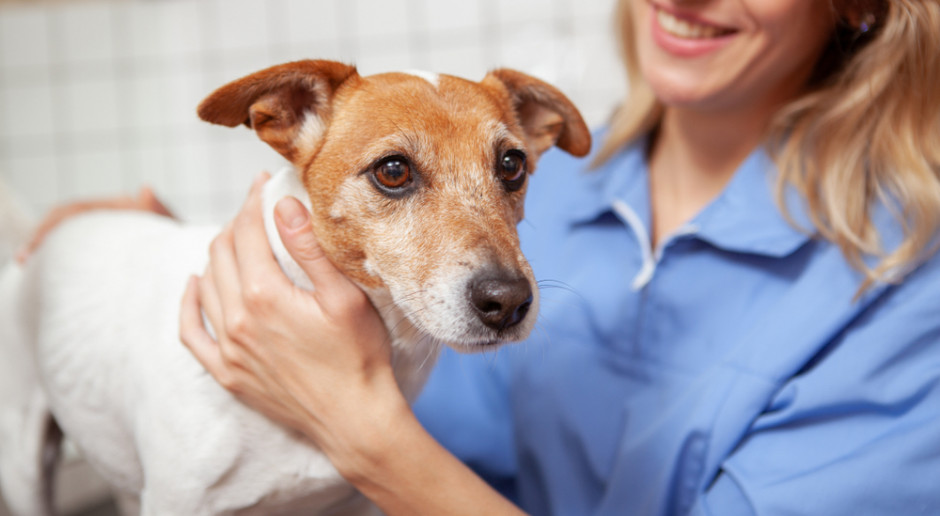 Fot. Shutterstock Wrocław: Na Uniwersytecie Przyrodniczym wznawiają pracę ambulatoria weterynaryjne