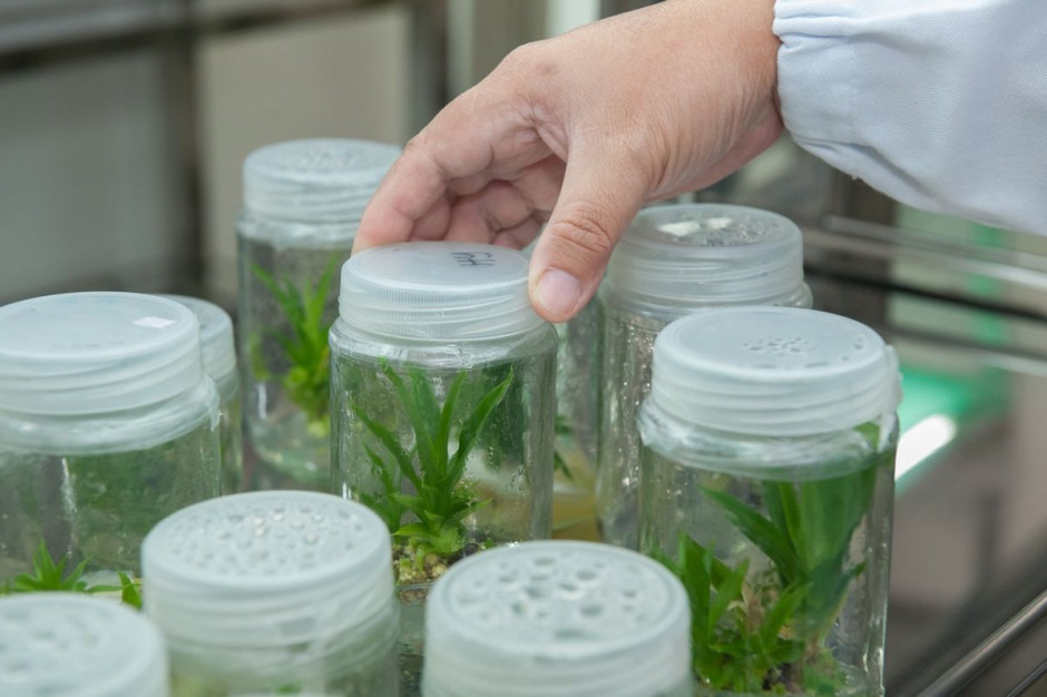 Biotechnologie moga być sposobem na postepująca suszę, Foto: pixabay