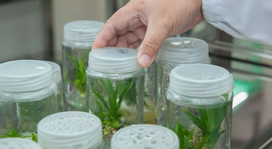 Biotechnologie moga być sposobem na postepująca suszę, Foto: pixabay Biotechnologie i nowe techniki upraw sposobem na suszę w rolnictwie