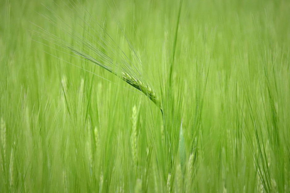 Susza oznacza niższe plony i mniejszy eksport płodów rolnych, Foto: pixabay
