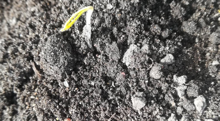 fot. A. Kobus Kiedy przesiewać plantacje buraka?