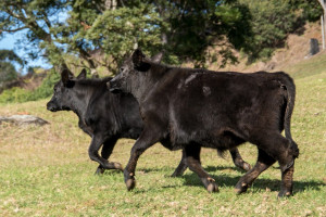 Australia: Ceny bydła spadają