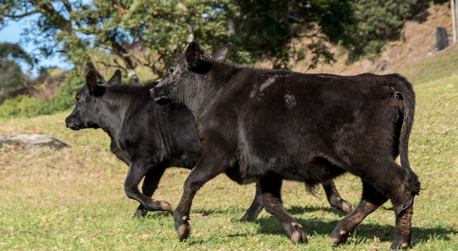 Sprzedaż żywego bydła z Australii do Wietnamu i Indonezji w marcu gwałtownie spadła; Fot.pixabay.com Australia: Ceny bydła spadają