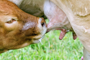 Kary za przekroczone kwoty mleczne wciąż nieodebrane przez KOWR – w tym od Bielmleku