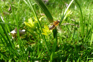 O pszczołach podczas koszenia