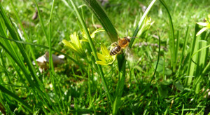 Ochrona pszczół - jakie są dozwolone godziny oprysków?