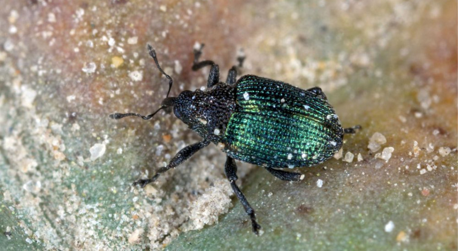Chowacz granatek; Fot. shutters Zwalczanie szkodników po wycofaniu insektycydów