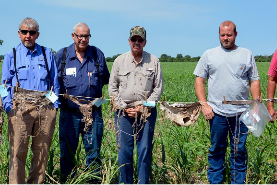 Kansas: Rolnicy zakopali majtki, żeby sprawdzić stan gleby