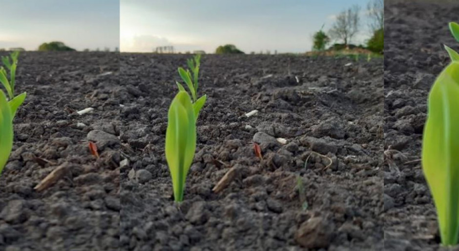 Kukurydza w okresie pełni wschodów. Rogóźno, 27.04.2020 Cieszymy się z deszczu i liczymy na więcej