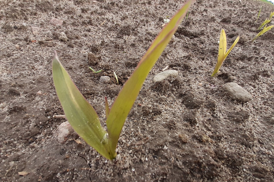 Przebarwinie liści kukurydzy Fot. A. Kobus