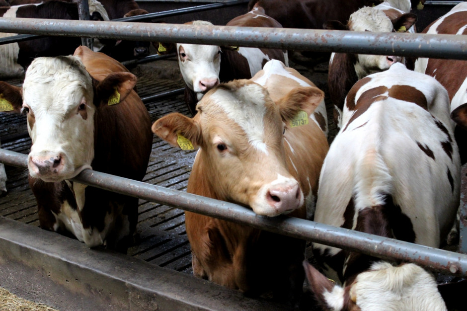 Ceny skupu bydła utrzymują trend wzrostowy, fot. Ł.Ch.
