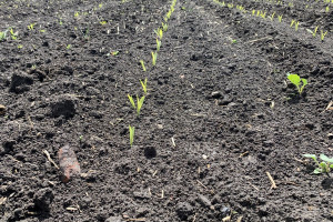 Stan kukurydzy w kraju – długie wschody roślin