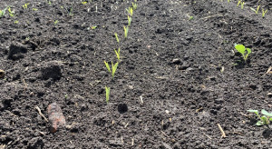 Stan kukurydzy w kraju – długie wschody roślin