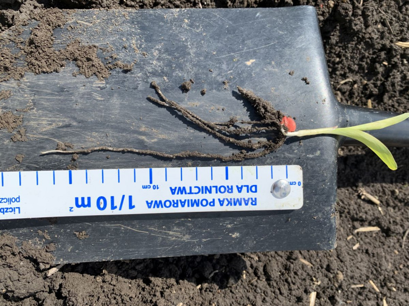 Siew pod folią ma uzasadnienie jeśli plon w porównaniu z tradycyjną technologią jest powyżej 2,5 ton różnicy, ponieważ te ok. 2,5 t/ha to pokrycie kosztów związanego z usługą siewu. Siejąc kukurydzę bardzo wcześniej, nawet w połowie marca jest to możliwe do uzyskania przy mieszańcach o FAO 320-400 - zaznaczają przedstawiciele Corteva Agriscience - Pioneer, fot. Corteva Agriscience - Pioneer
