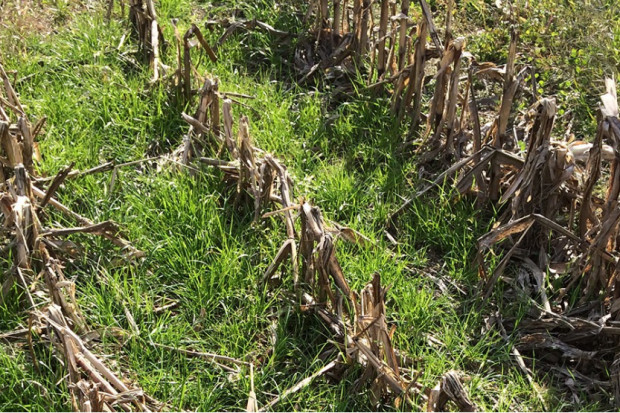 Illinois: rośliny okrywowe poprawiają mikrobiom gleby