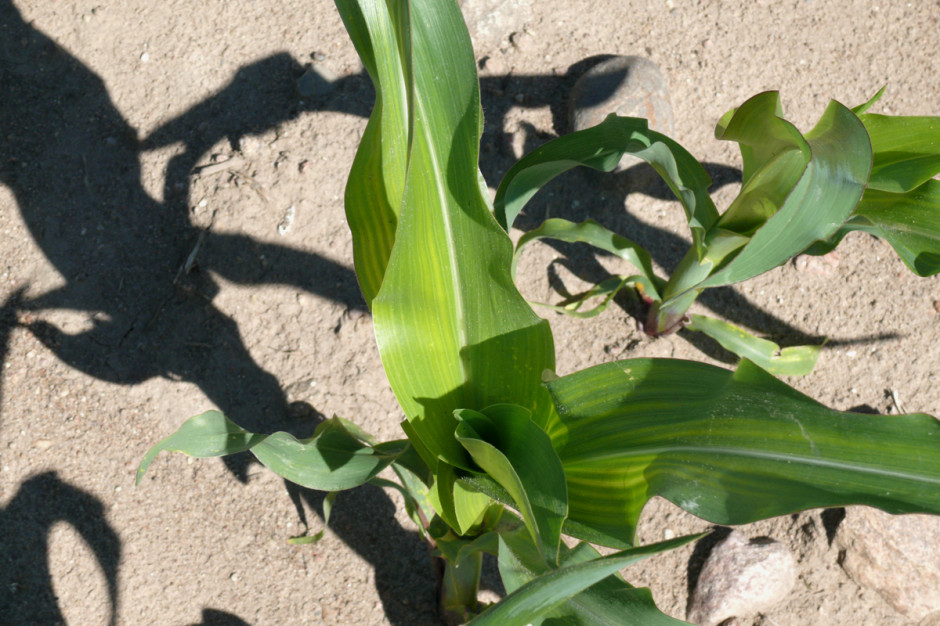 Siewy kukurydzy w tym roku z powodu przyspieszonej wegetacji rozpoczęły się dużo wcześniej niż zwykle