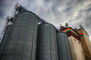 Giełdy krajowe: Ceny zbóż rosną, ale wolniej