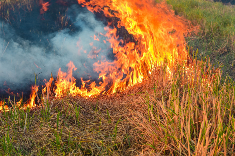 Przedstawiciele ARiMR zwracają uwagę, że wiosną rośnie zagrożenie pożarowe związane z wypalaniem traw. Foto. Shutterstock