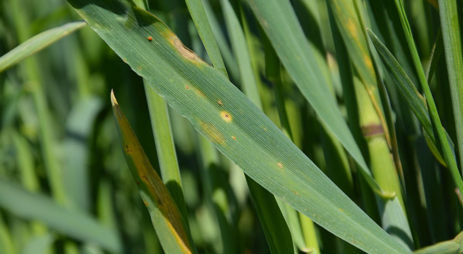Rdza brunatna (Puccinia recondita f.sp. tritici), septorioza paskowana liści (Phaeosphaeria nodorum), brunatna plamistość liści (Pyrenophora tritici-repentis Drechsler),; Fot. Katarzyna Szulc Ochrona zbóż w terminie T-2 - kiedy i czym?