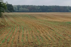 No-till sposobem na poprawę stanu gleby