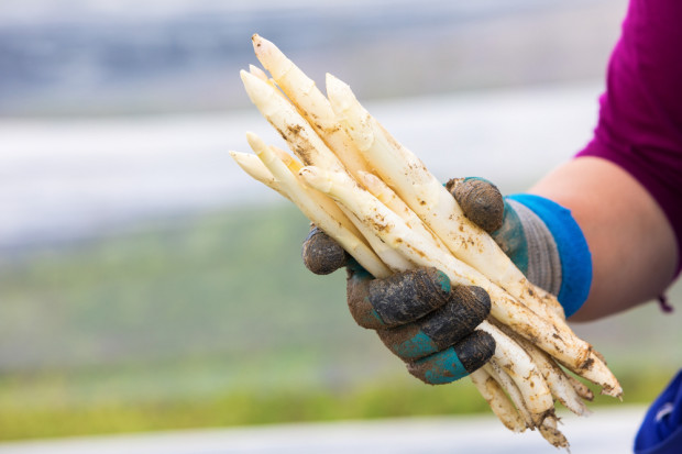 Niemcy: Złodzieje ukradli 300 kg szparagów prosto z pola