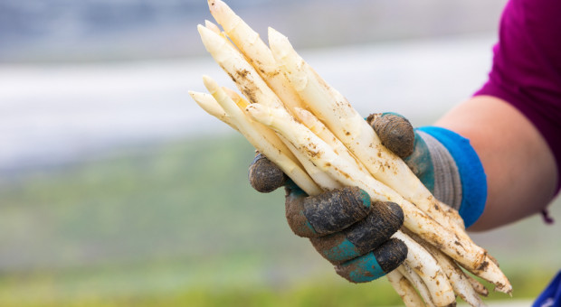 Niemcy: Złodzieje ukradli 300 kg szparagów prosto z pola