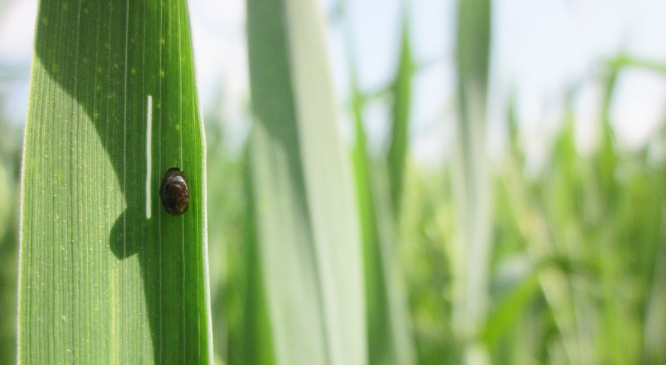 Skrzypionka zbożowa; Fot. A. Kobus Gamma-cyhalotryna w nowym insektycydzie