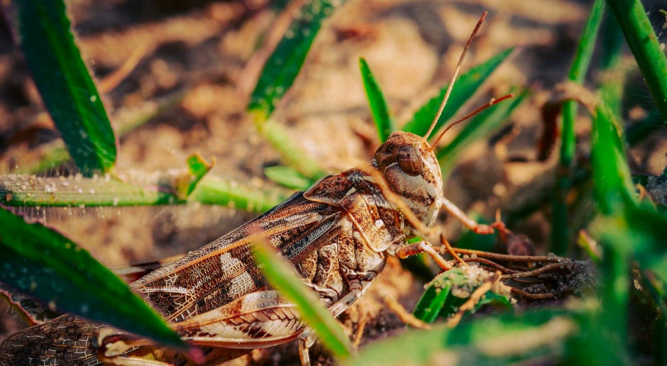 Dotychczasowa walka z szarańczą w Afryce Wschodniej i Jemenie zakończyła się sukcesem; Fot.pixabay.com Afryka: Sukces w walce z szarańczą