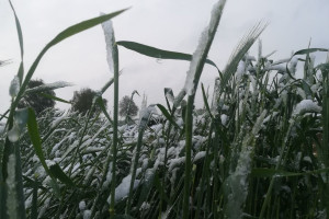 Uprawy pod śniegiem – jak to wpłynie na rośliny?