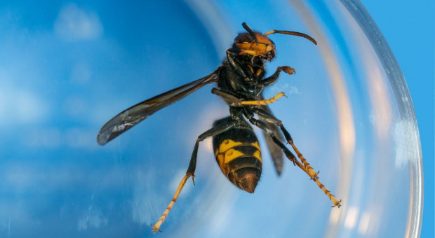 Szerszenie azjatyckie sieją śmierć  - po ukąszeniu zmarł pszczelarz