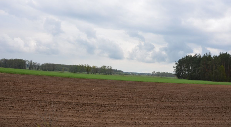 Pogoda w tym sezonie jest bardzo nieprzewidywalna, fot. M. Tyszka Mimo opadów, w głębszych warstwach gleby nadal sucho