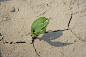 Zmiany klimatu – czego można się spodziewać?