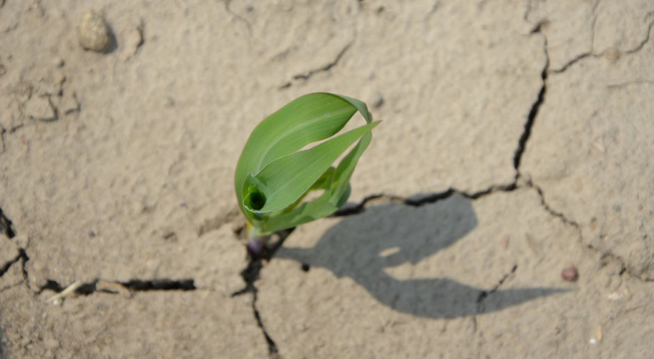 Susza będzie coraz poważniejszym problemem, fot. M. Tyszka Zmiany klimatu – czego można się spodziewać?