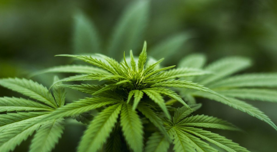 Plantator wpadł z powodu pożaru sąsiedniego domu, Foto: pixabay Pojechali do pożaru i znaleźli plantację marihuany