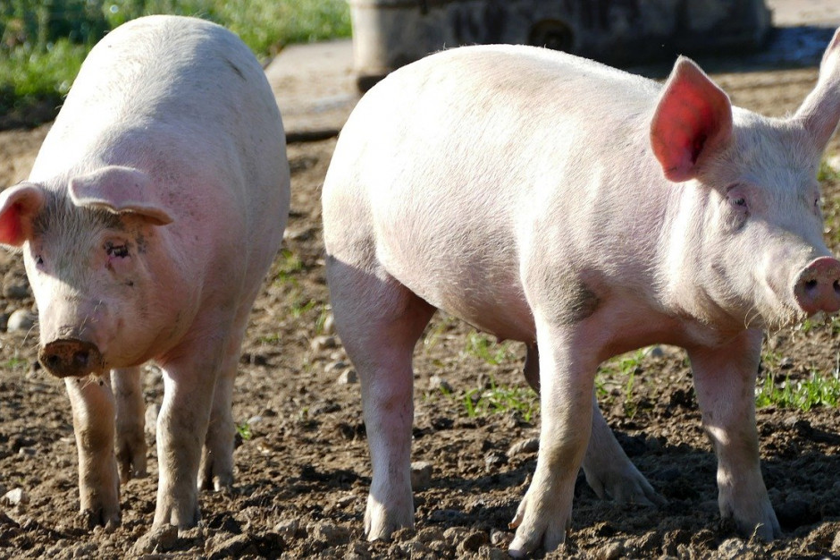 We Włoszech stowarzyszenie rolne większych gospodarstw (Confagricoltura) ostrzegło przed skutkami kryzysu koronawirusa w hodowli świń; Fot. pixabay.com