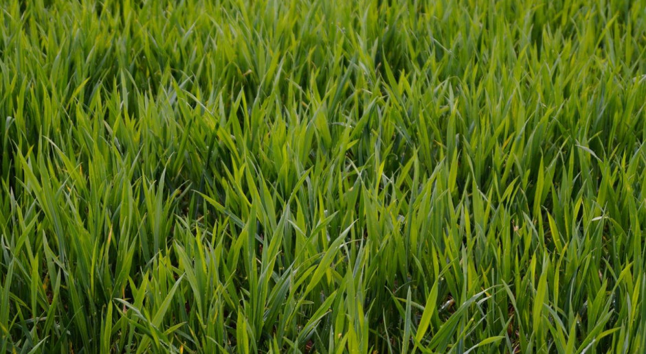 Biostymulacja roślin po wystąpieniu czynników stresowych