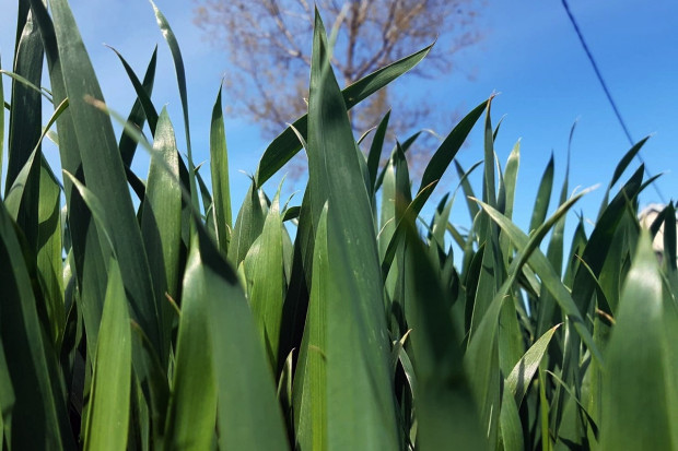 Regulacja zbóż w fazie liścia flagowego - tak czy nie?