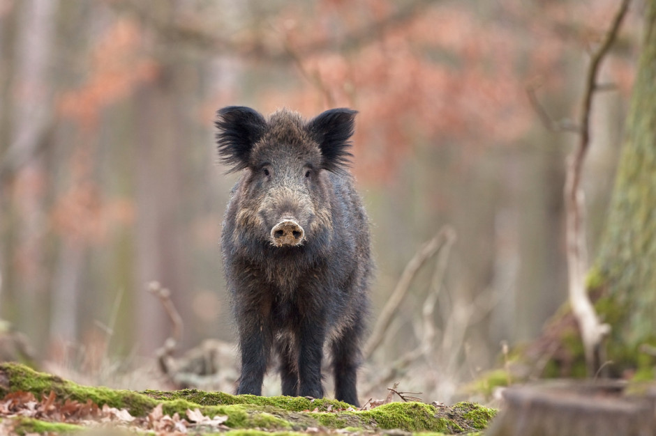 Przy gigantycznej presji ASF w populacji dzików jedyną nadzieją, jeśli chodzi o obronę naszych stad, jest ścisłe przestrzegania zasad ochrony biologicznej