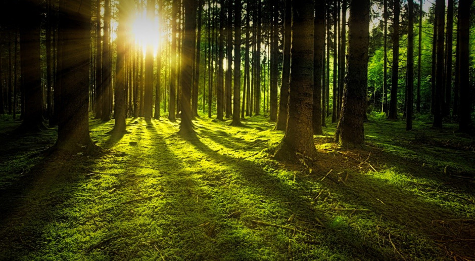 Jak podała FAO, obecnie na ziemi zalesionych jest 4,06 miliarda hektarów, czyli 0,52 ha na osobę;Fot.pixabay.com Globalna utrata lasów spowalnia