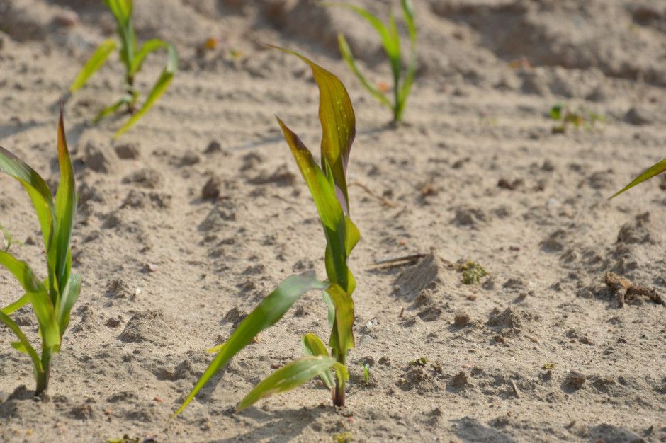 W fazie 5. liści kukurydzy zaczyna pojawiać się zawiązek kolby; Fot. Katarzyna Szulc