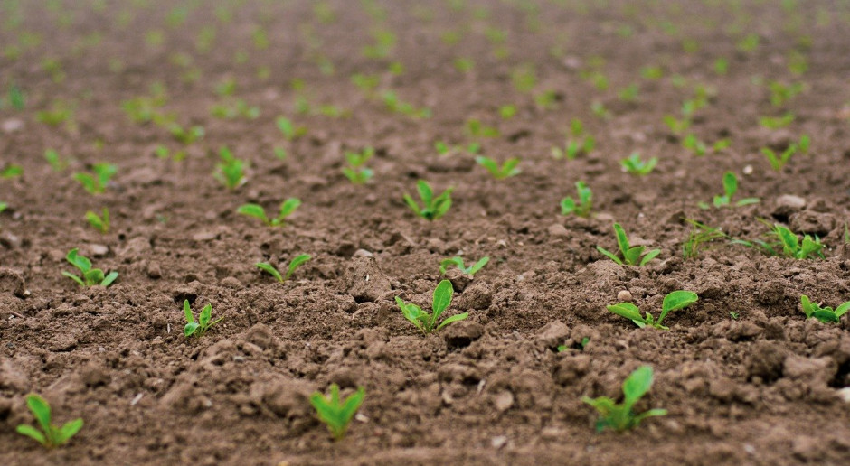 W Rosji do 12 maja posiano buraki cukrowe na 880 tys. ha, czyli 93,1 proc. planowanej powierzchni;Fot.pixabay.com Rosja przeprowadziła zasiewy zbóż jarych na ponad 13 mln ha