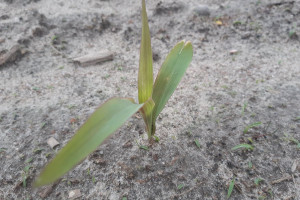 Kukurydza a chłodne noce – jak wspomóc rozwój roślin?