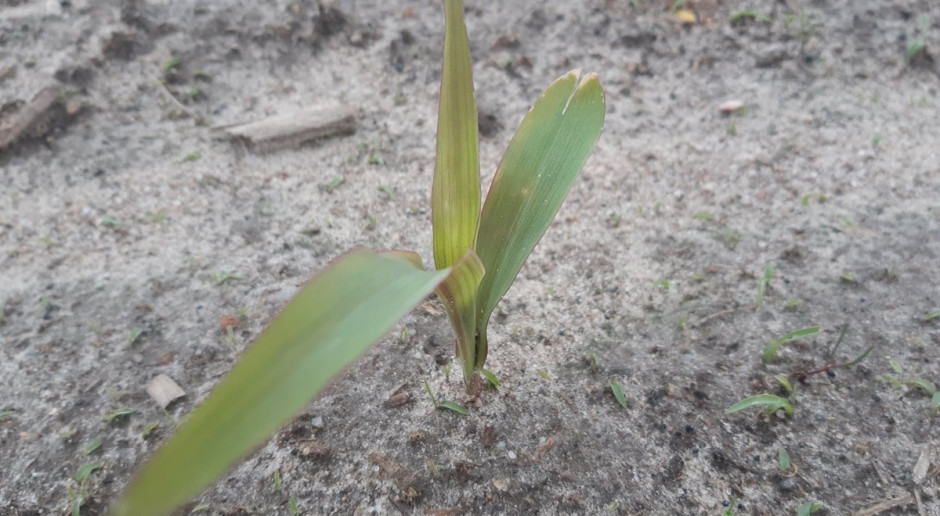 Kukurydza a chłodne noce – jak wspomóc rozwój roślin?