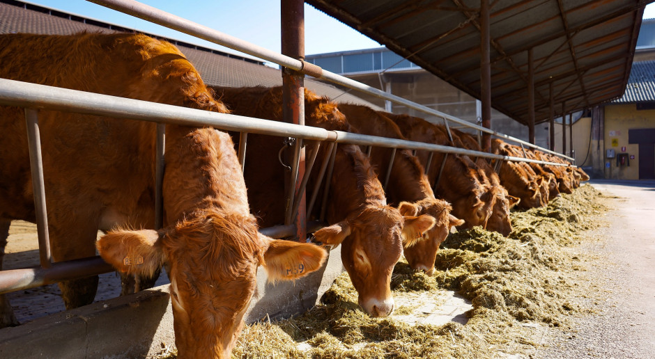 Aukcje bydła i rzeźnie rolnicze – perspektywa na bieżący rok