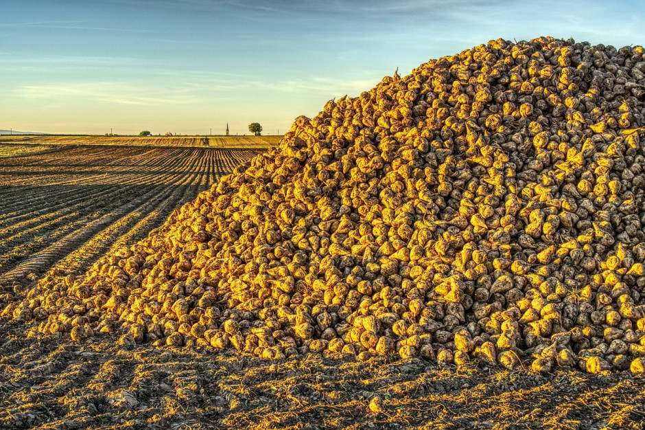 W Polsce średnie plony buraków cukrowych powinny wynieść 57,0 t/ha, fot.pixabay.com