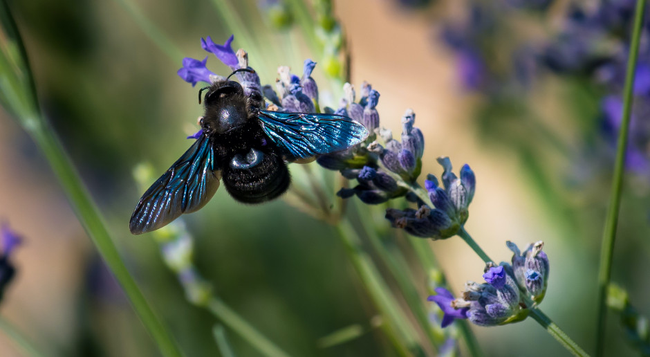 Zadrzechnia fioletowa (Xylocopa violacea), czyli tzw. czarna pszczoła, fot. Shutterstock Owady dawne, ale i nowe coraz częstsze w Polsce