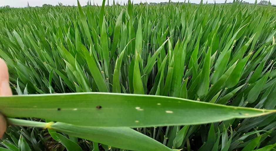 Larwy skrzypionek są już obecne na plantacjach pszenicy ozimej. Zdjęcie wykonane dzisiaj (centrum Polski). Fot. A. Kobus Są już larwy skrzypionek – czym je zwalczać?