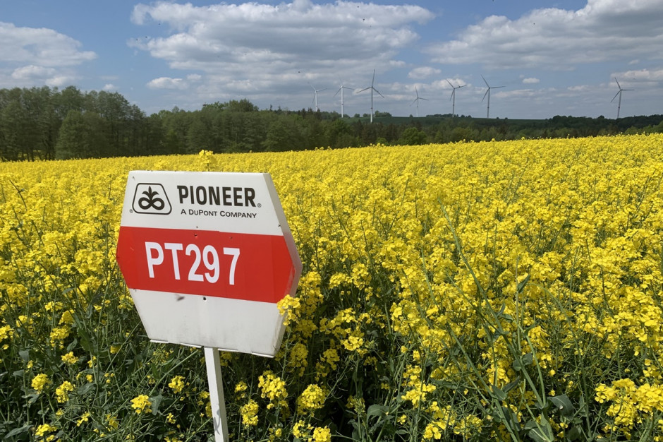 PT297 to propozycja z najnowszą linią genetyczną