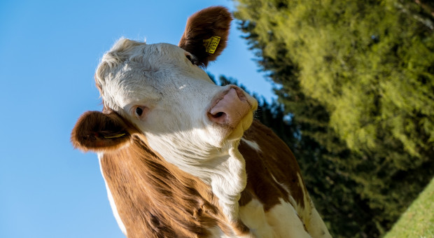 Kary za przekroczone kwoty mleczne pozostaną niewyegzekwowane?